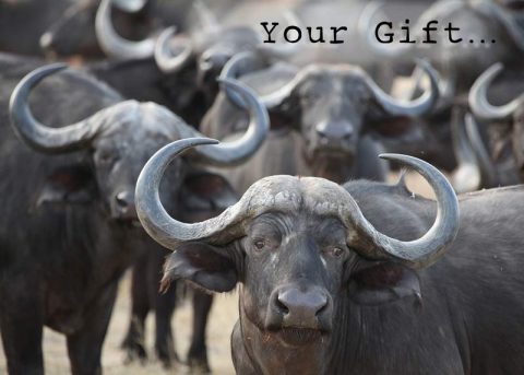 animal-Gift-card